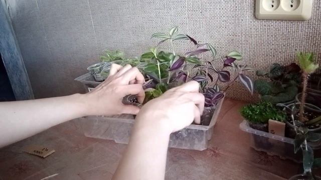 Излишки комнатных растений. НАБОРЫ!!! Комнатные цветы ?