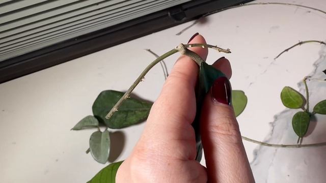 Новые хойи в коллекции, распаковка, сорта! Укоренение ?