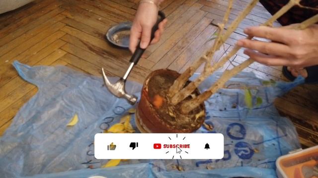 ВЛОГ: Пытаемся спасти фикус с мусорки 🪴