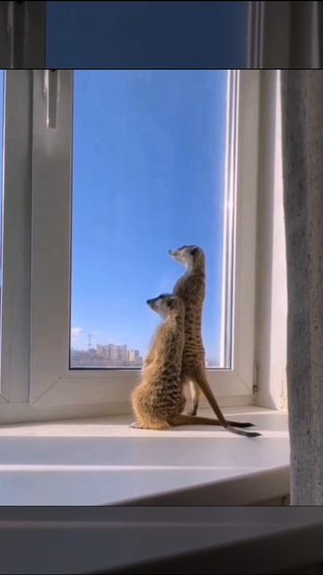 Шухер Шухер мммм опатия!