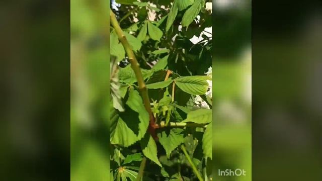 22 мая 2024 года. Красиво вокруг, небо чистое, каштаны, сир