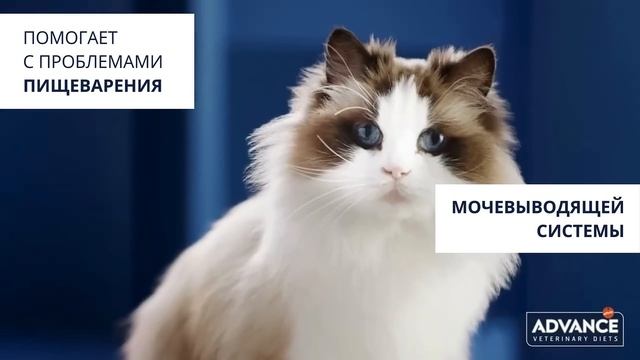 Advance VetDiets  Корм для котов