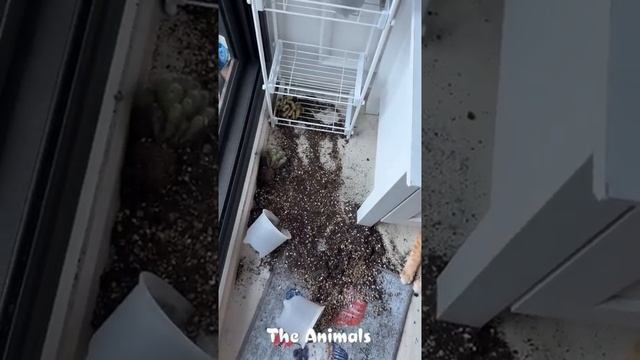 😺 Ты мой Зайчик! 🐕  Смешное видео  с собаками, кошками