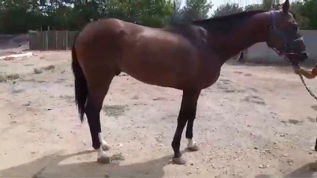 25 августа 2024 , ARMANDO  - ABAZ- OLMODAVOR- A.P.INDY, 4х лет цена 800т руб +79