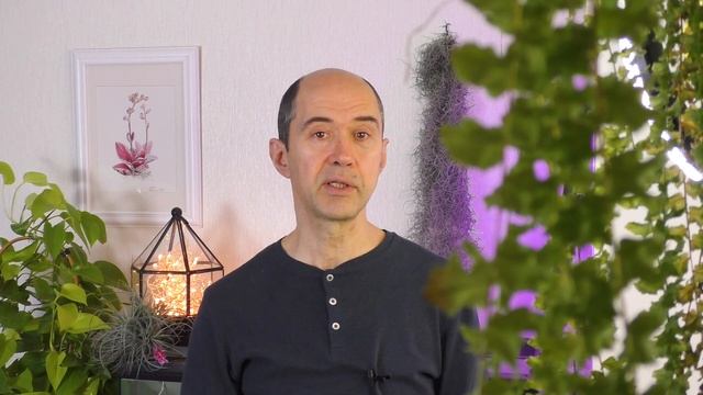 Атмосферные тилландсии это просто!