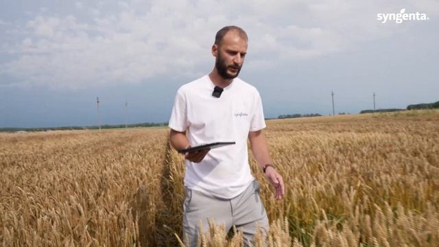 Двух и трёх кратное применение фунгицидов на озимой п?