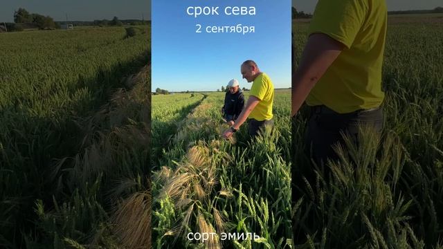 сроки сева озимой пшеницы