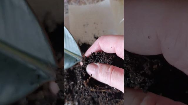 Размножение фикуса листом. Пол года ожидания. И что?