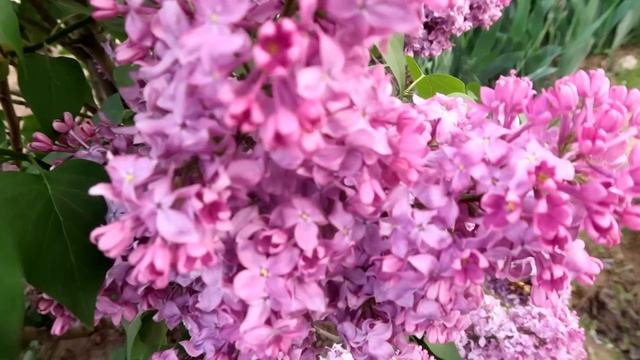 Vlog 🌱 ПЕРВАЯ СТРИЖКА САШИ / ОБКОРНАЛИ МНЕ СИРЕНЬ