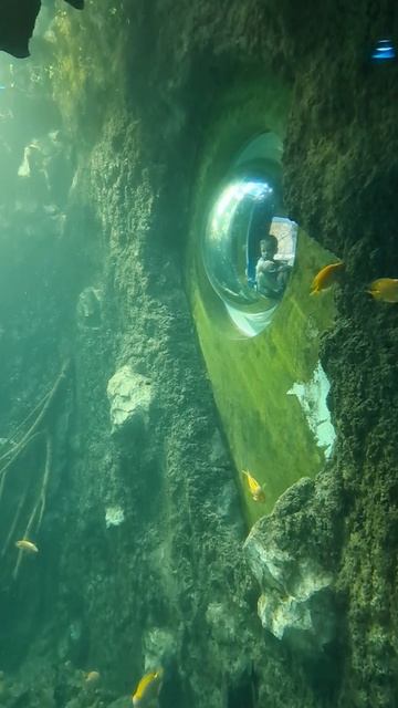 Серёга в аквариуме