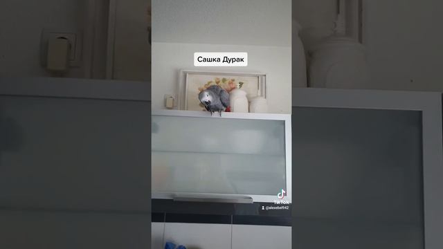 Сашка дурак#жако Кирюша#pagai