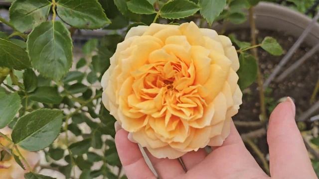 Прекрасная плетистая роза  🏵🏵🏵