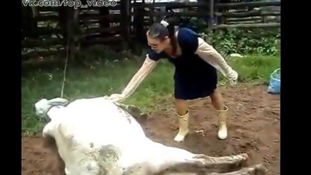 Кунгфу корова - ТОП ВИДЕО