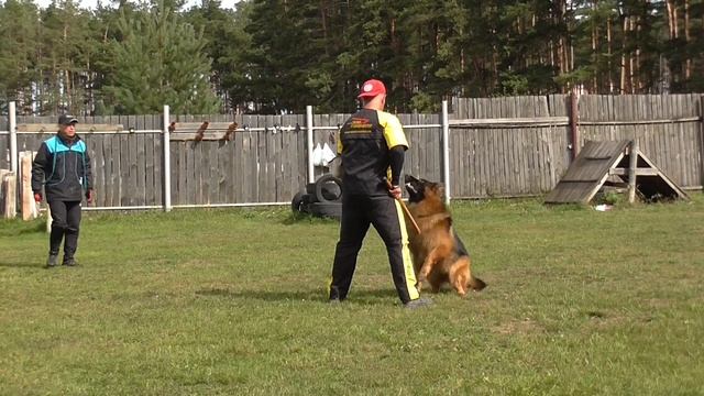 5.09.21г. монопородная выставка немецкой овчарки.г. Ковро