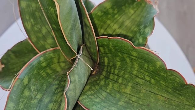 Выбрал 16+1 любимых сансевиерий из коллекции более 180 со