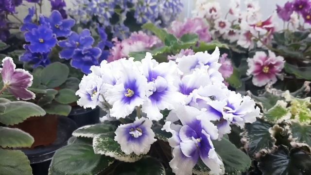 Фиалки почтой! Отвечаю на ваши вопросы!