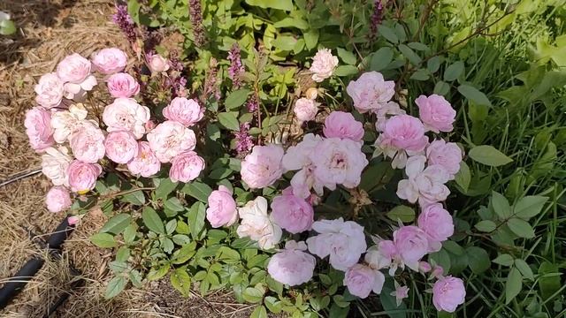 61efe879d636964453d53cf894e1b359