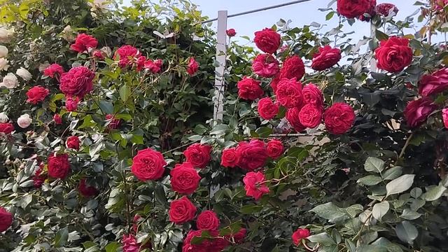 Вечер 26.05.24 года. Правый розарий после уборки.