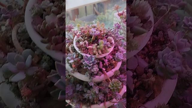 Суккуленты собираются на балкон - 2024.