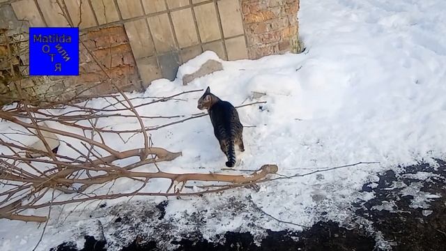 У кустов роз королева Марго и Маша 17 февраля 2025 года.