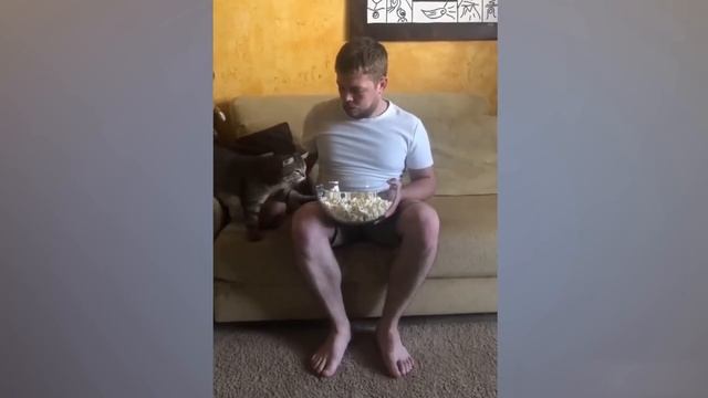 Приколы с котами! - С ОЗВУЧКОЙ!! Смешные коты! Самые сме?