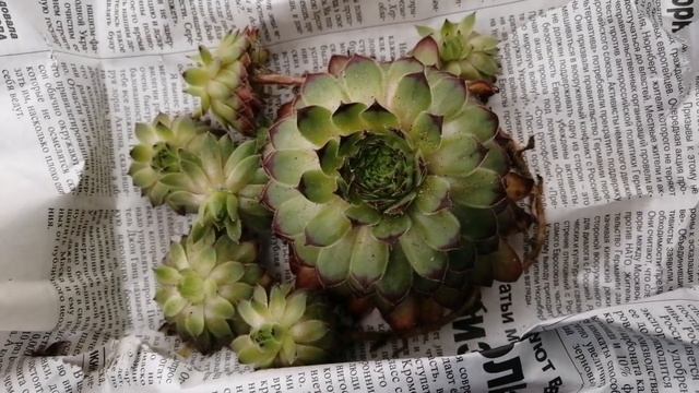 🌺Посылка от Ивана Соболева. ☺️🌺Распаковка 🤗