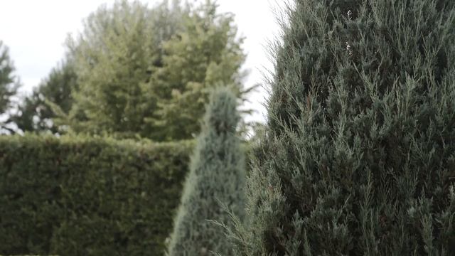 Ашот и Роза || Армянская свадьба 4К