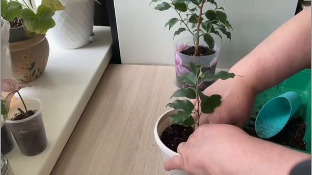 №88 Фикус Бенджамина