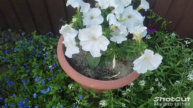 1d97b0c5ac56417238e654bafb48e5c1