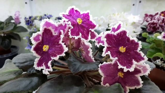 Цветение моих фиалок! Краткие обзорчики сортов) 04.03.2025?
