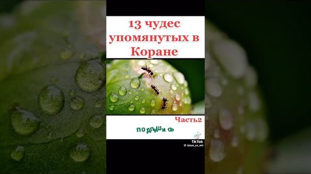 История ислама и Чудеса Аллаха