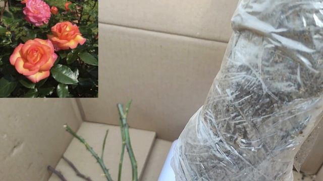 Розпаковка троянд від Мир  Роз 29 Березня 2025