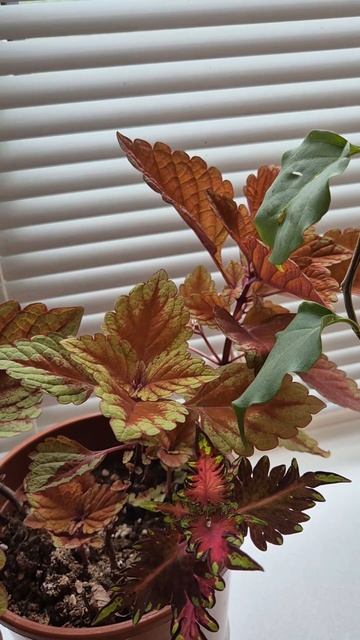 Бугенвиллия и колеусы