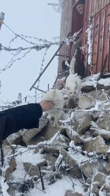 Коты арестанты на горе за колючей проволокой