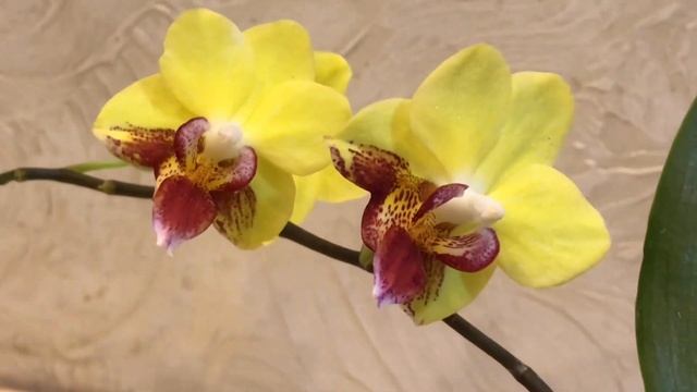 29.03.25 Сюрприз від SonYa orchids. Щасливе поповнення інтер’єр