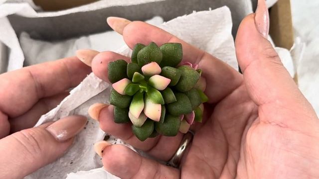 Новинки. Суккуленты. 📦