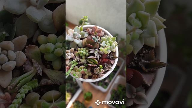 Суккуленты #цветы #succulent #подарок #plants #garden #москва #рела