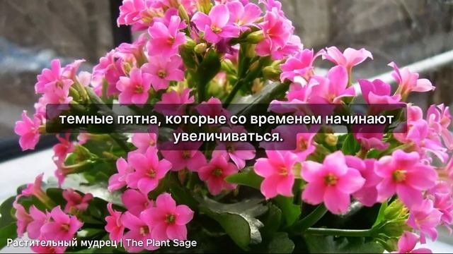 ЧЕМ БОЛЕЕТ КАЛАНХОЭ? РЕШЕНИЯ ДЛЯ КАЖДОГО СЛУЧАЯ! ЛУЧШИ