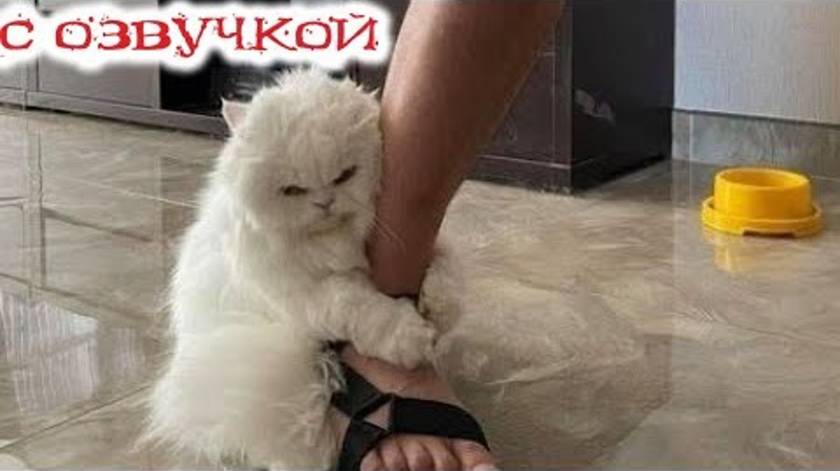 Приколы с котами! Смешные животные С ОЗВУЧКОЙ! СМЕШНЫЕ КОТЫ И СОБАКИ! Попробуй не засмеяться!