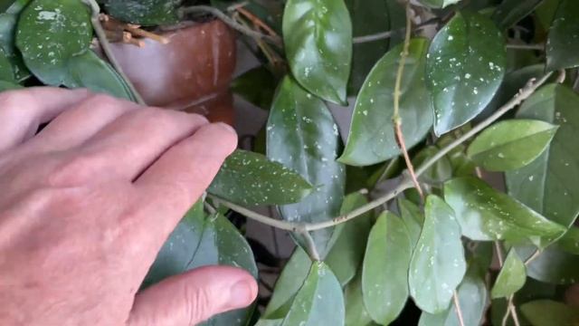 Хоя Карноза не перестает меня удивлять! Цветет с мая!