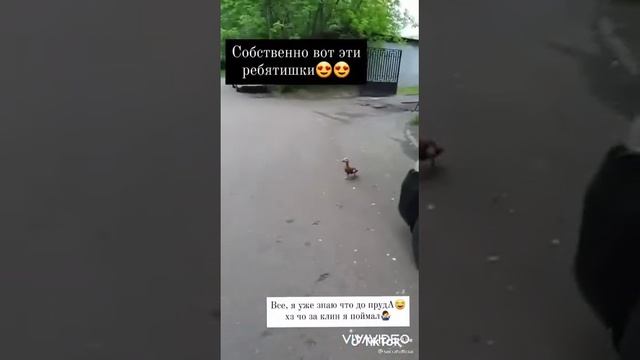 умные утки* Russian Ducks