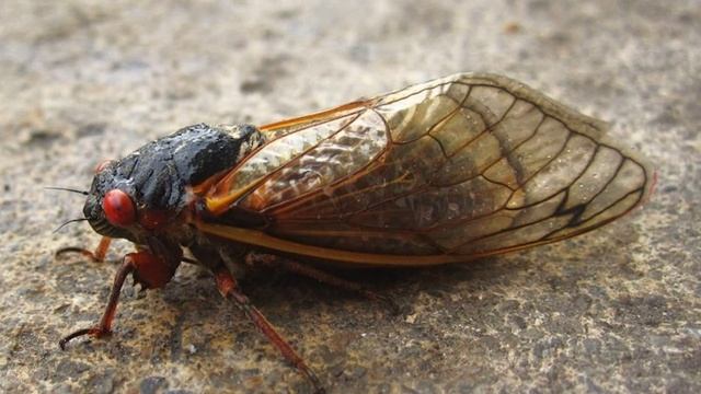 Пение Цикад. Звук Ночных Цикад 5 Часов. Звук Стрекочущей Цикады. Как Поет Цикада