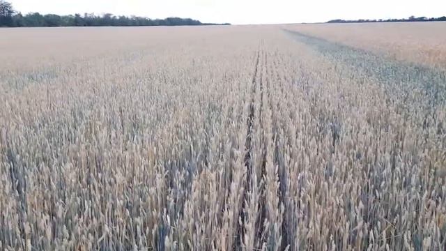 Пшеница дала новые ростки