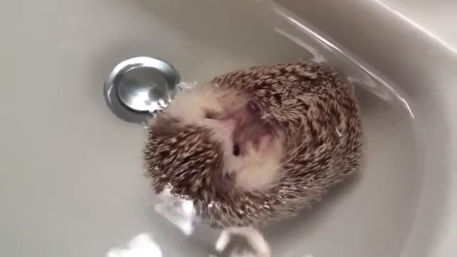 Ютуб приколы с животными. Умопомрачительный ежик!  Funniest Animals