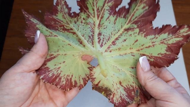 Как посадить лист бегонии и не потерять его.