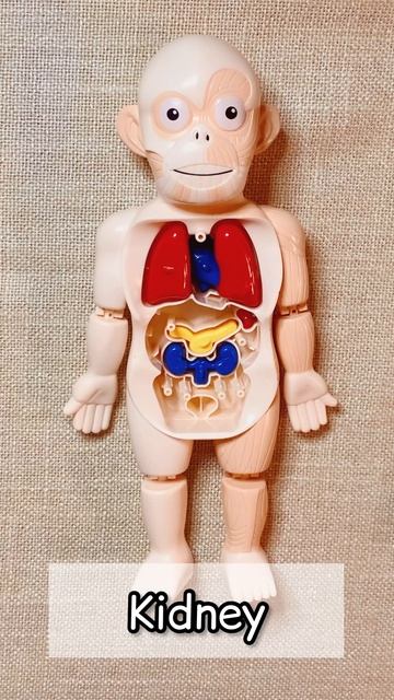 My Body Vocabulary | Органы на английском