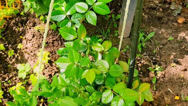 7 июня. Розы Подмосковье. Эксперимент с картоном и коро