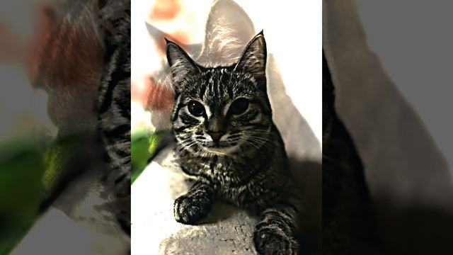 кошка Барсяна и я Варя