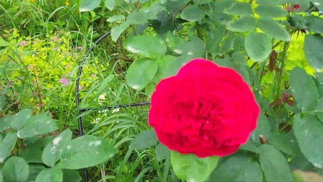 20 июня 24г Цветут розы 🌹 Хайди Клум,  Лавандер Айс, Дист