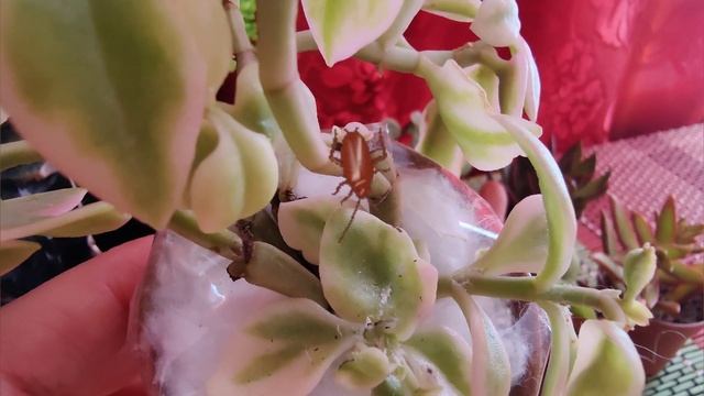 Сукуленти🏜️Огляд замовлення. Заквітла біла фіалка?